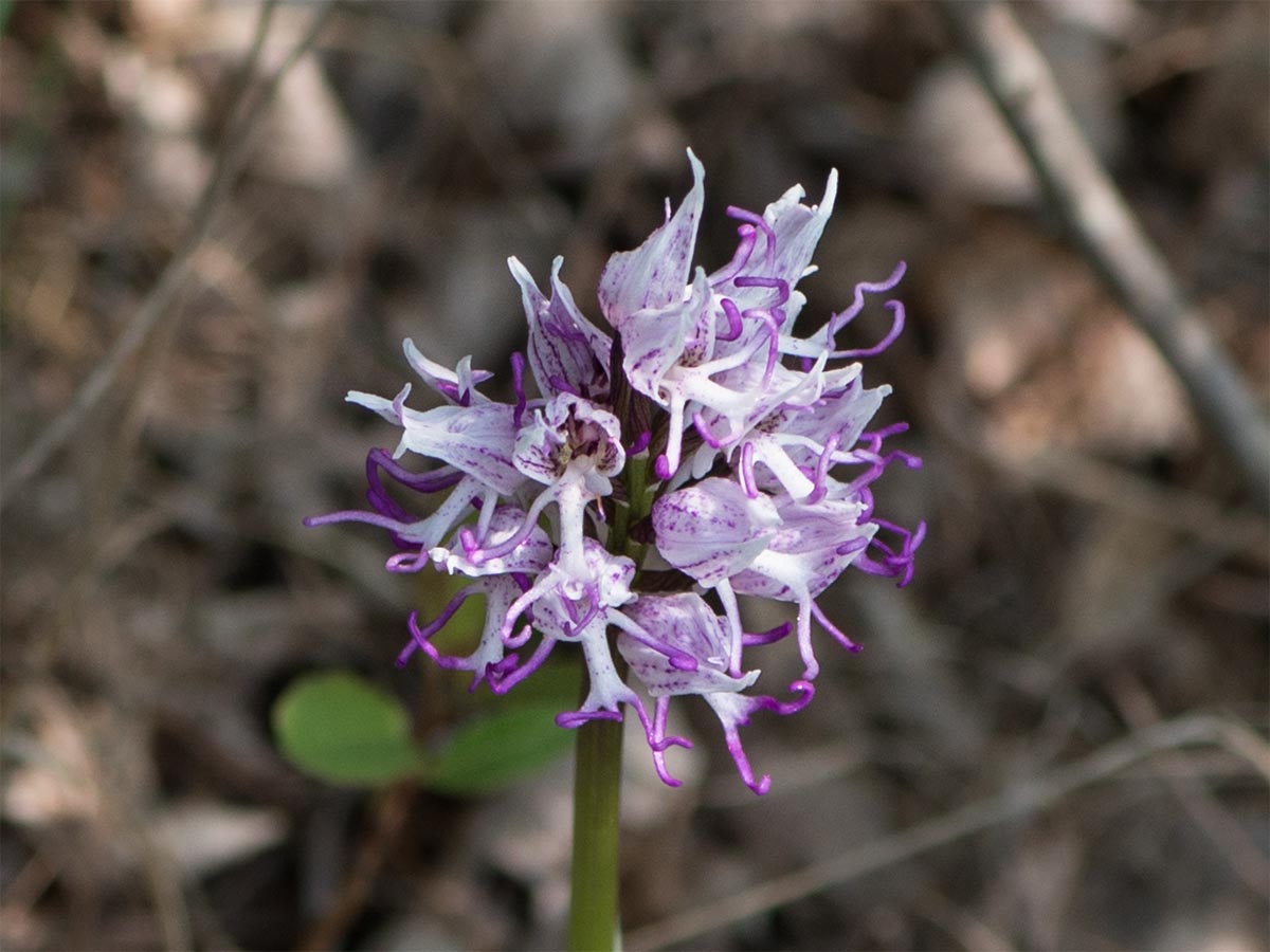 Orchis simia